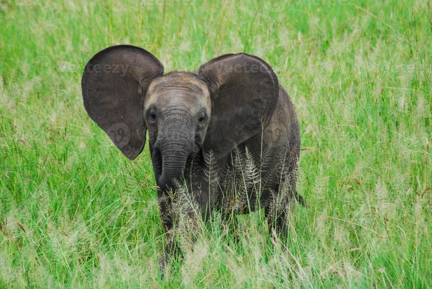 um bebê elefante foto