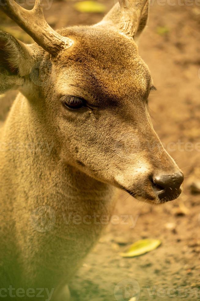 gazela de cauda branca foto