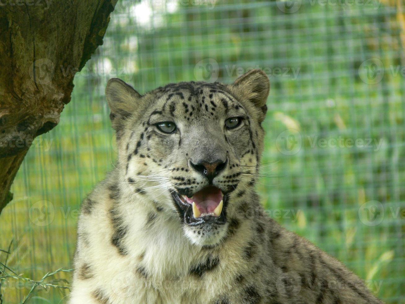 leopardo da neve em um ambiente de zoológico foto