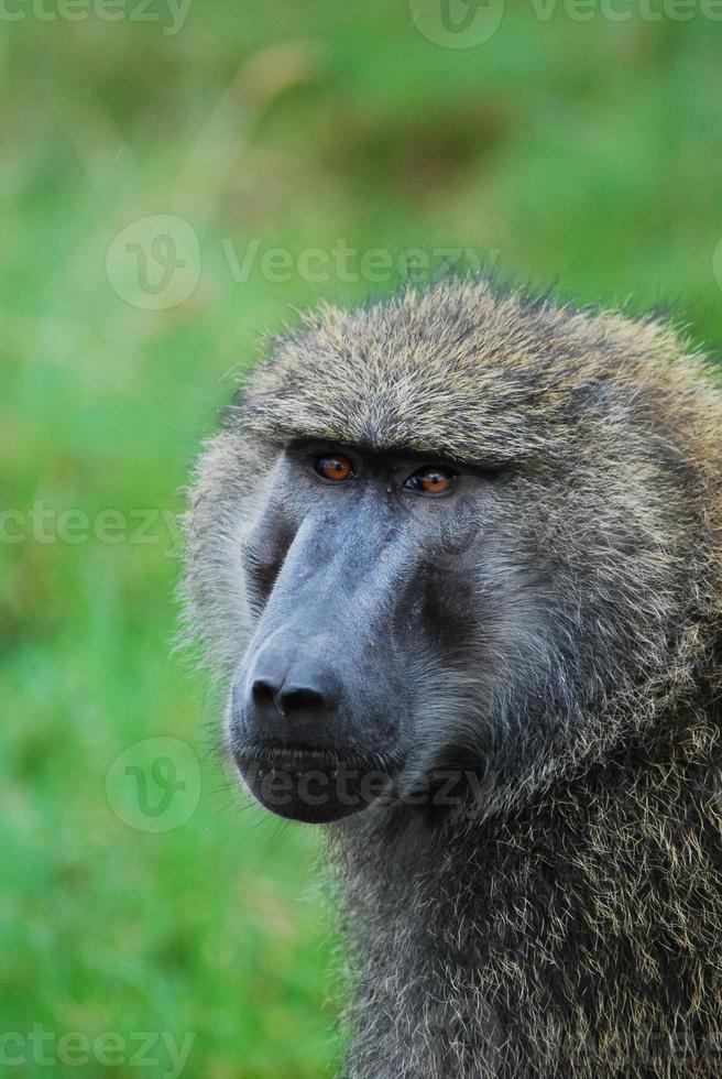 cara de babuíno áfrica foto