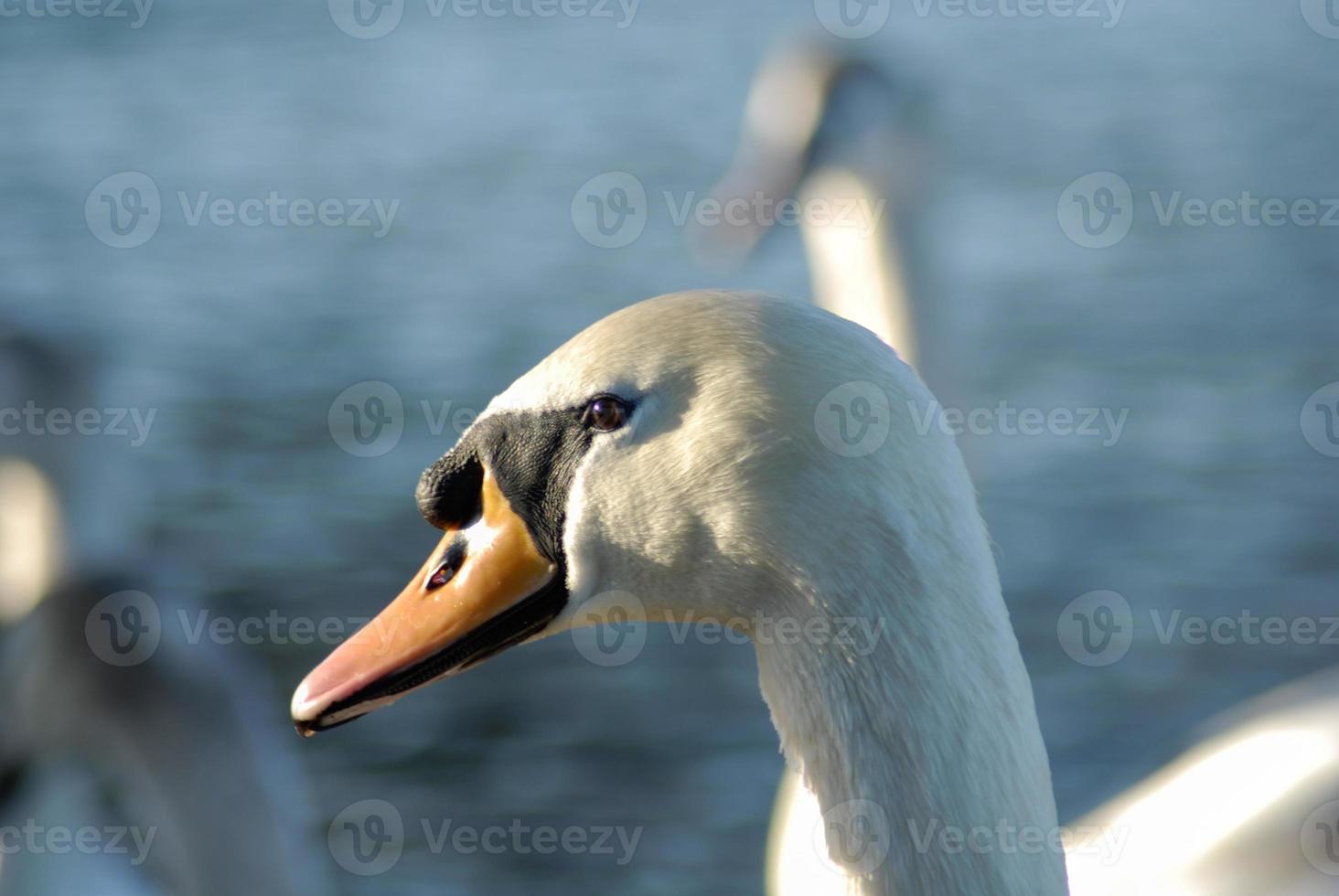 close up de um cisne foto