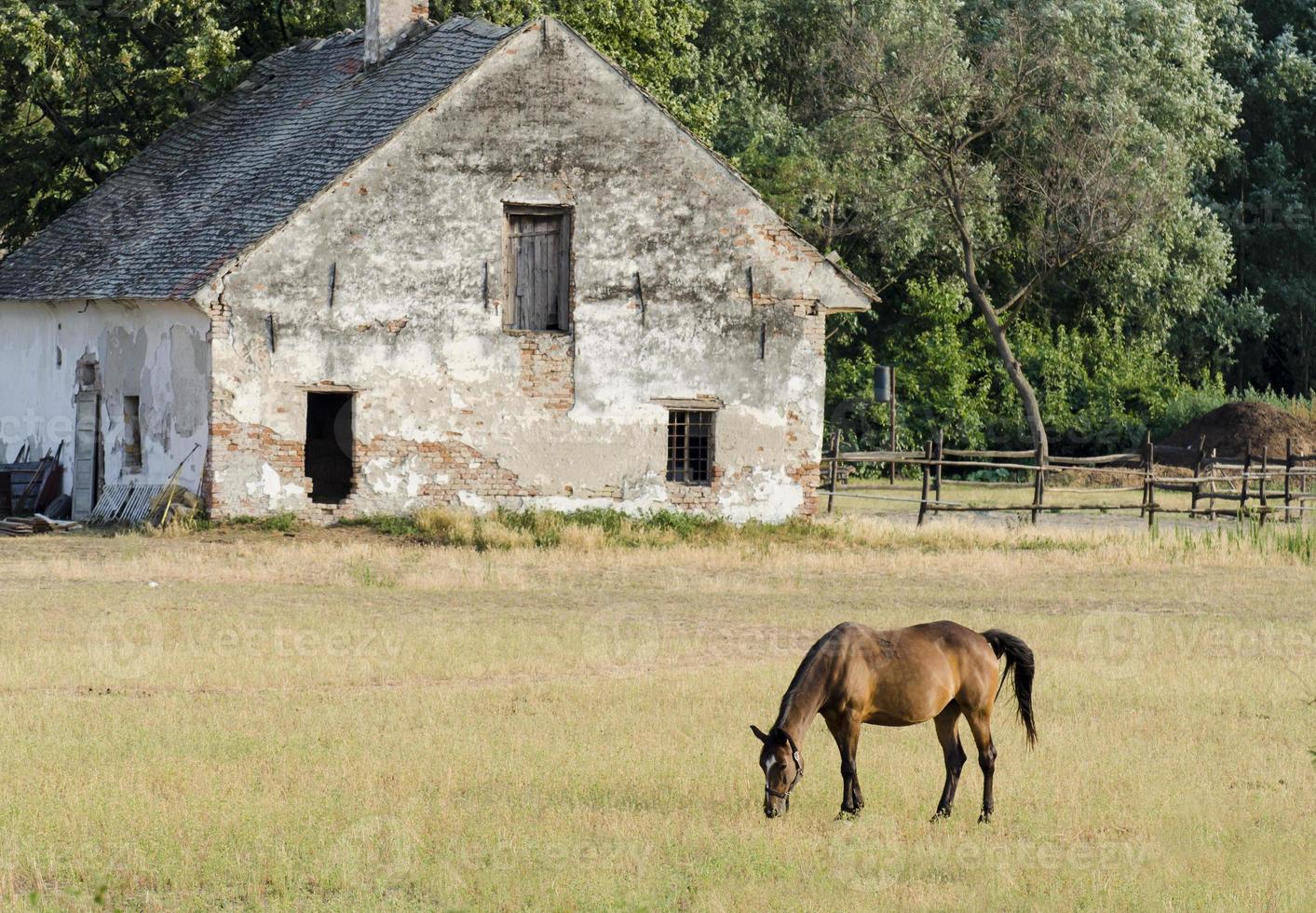 cavalo no campo foto