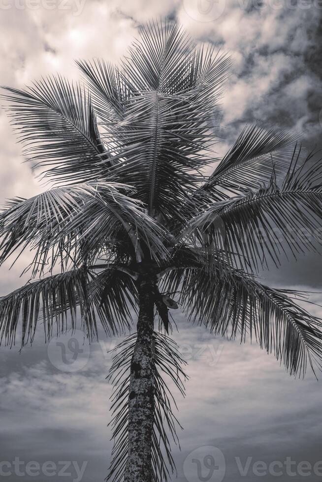 fechar acima Palma árvore em a de praia do santos, brasil. foto