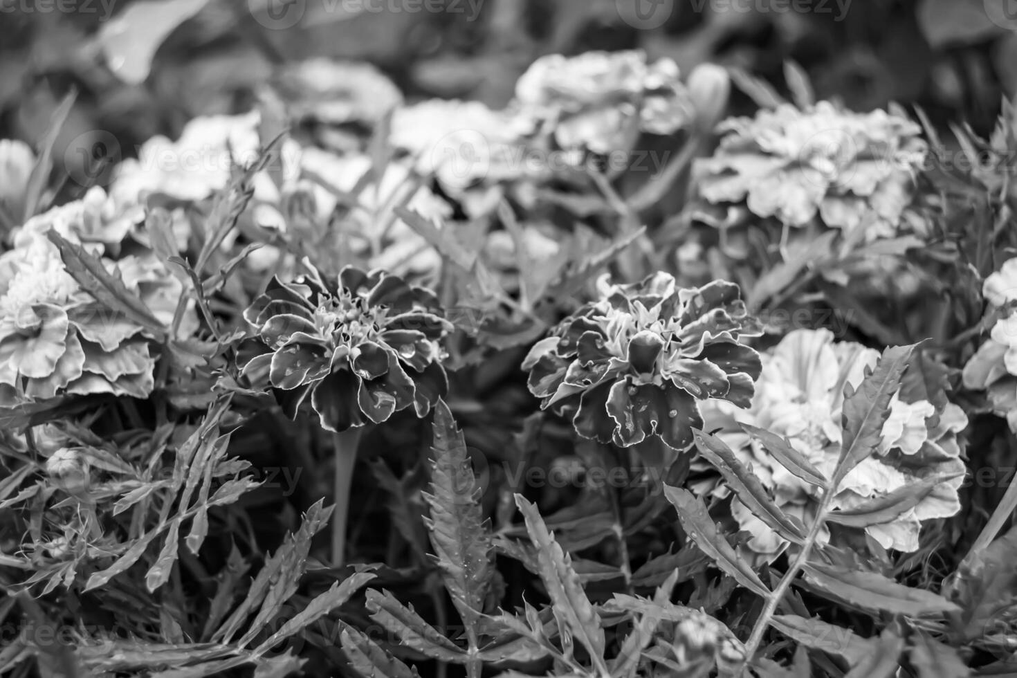 calêndula de calêndula de calêndula de flor selvagem crescendo no prado de fundo foto