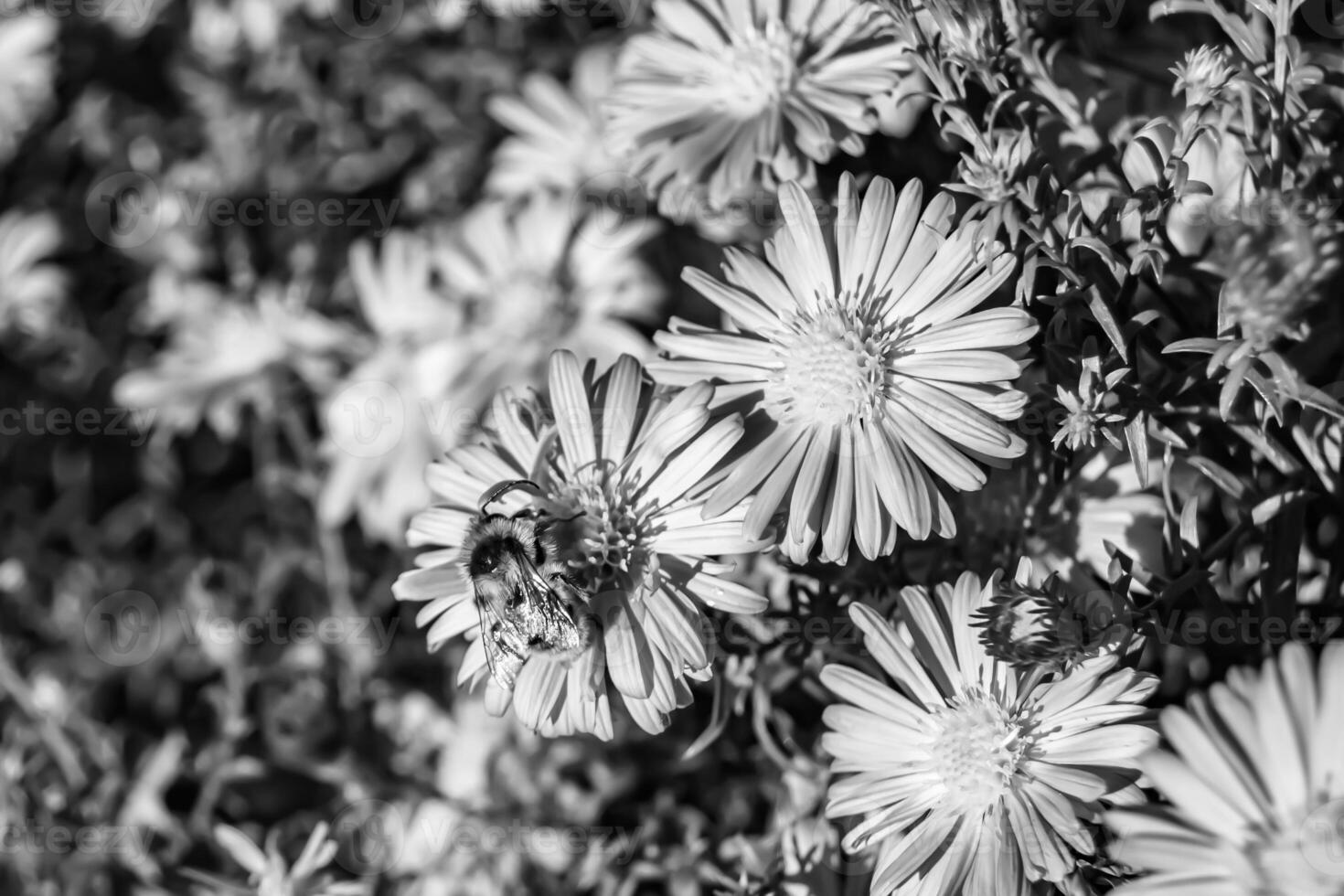 abelha alada linda flor selvagem no prado de folhagem de fundo foto