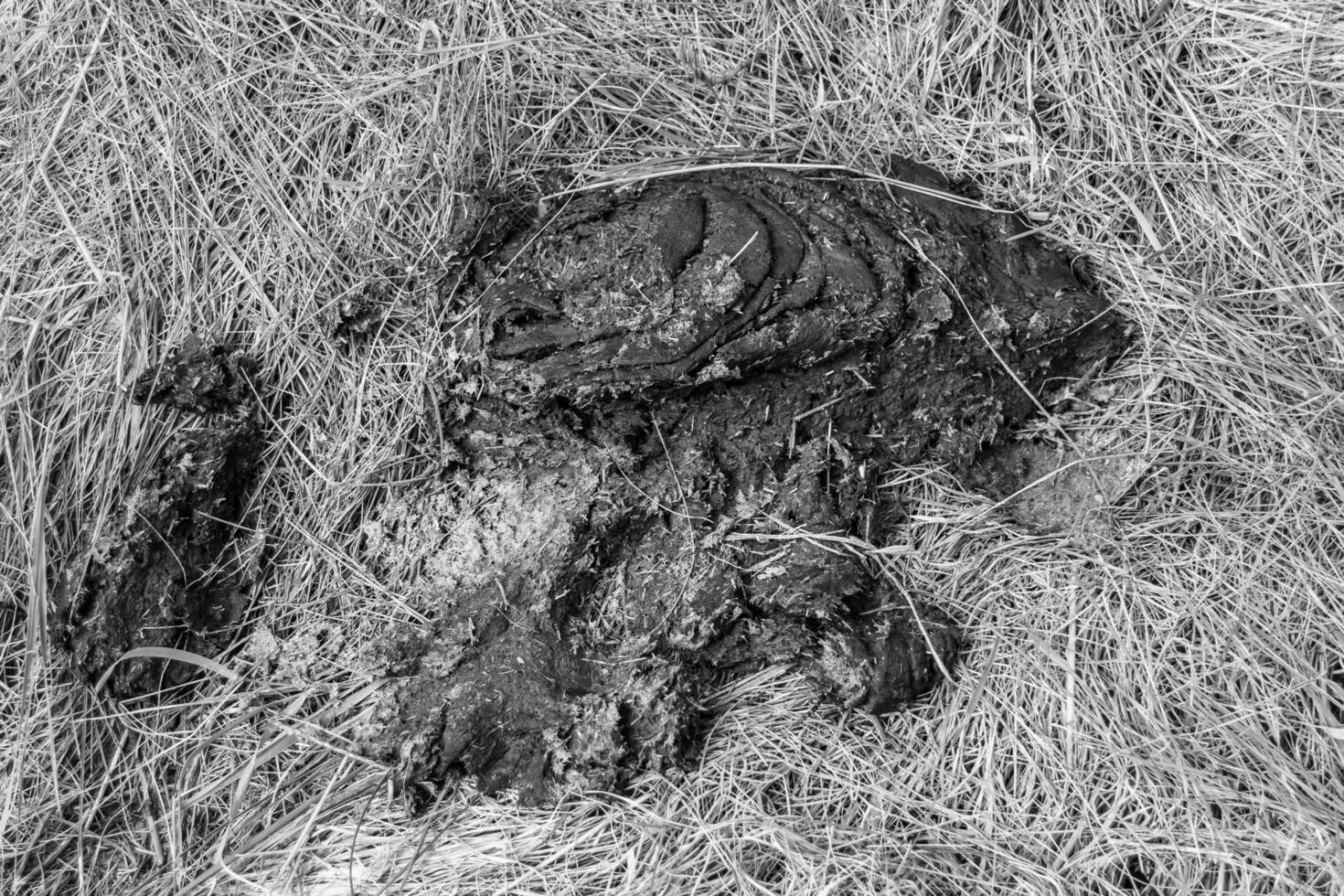 fotografia sobre o tema esterco fresco de vaca fica na fazenda de animais de esterco foto