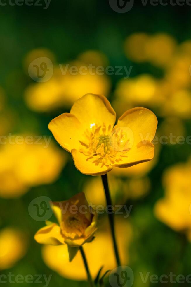 botão de ouro ou rastejante botão de ouro dentro uma jardim dentro primavera, ranúnculo Repens foto