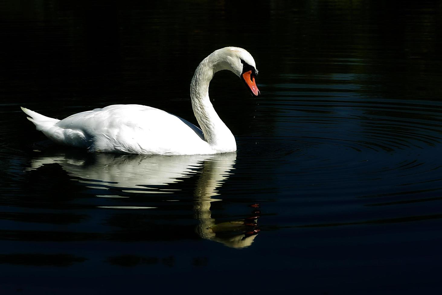 cisne nada na água foto