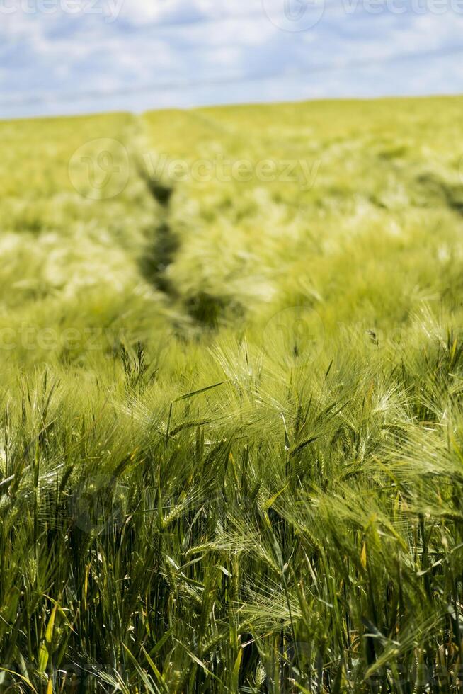 lindo verde cevada campo dentro solstício de verão com grande quantidade do brilho do sol e azul céu, hordeum foto