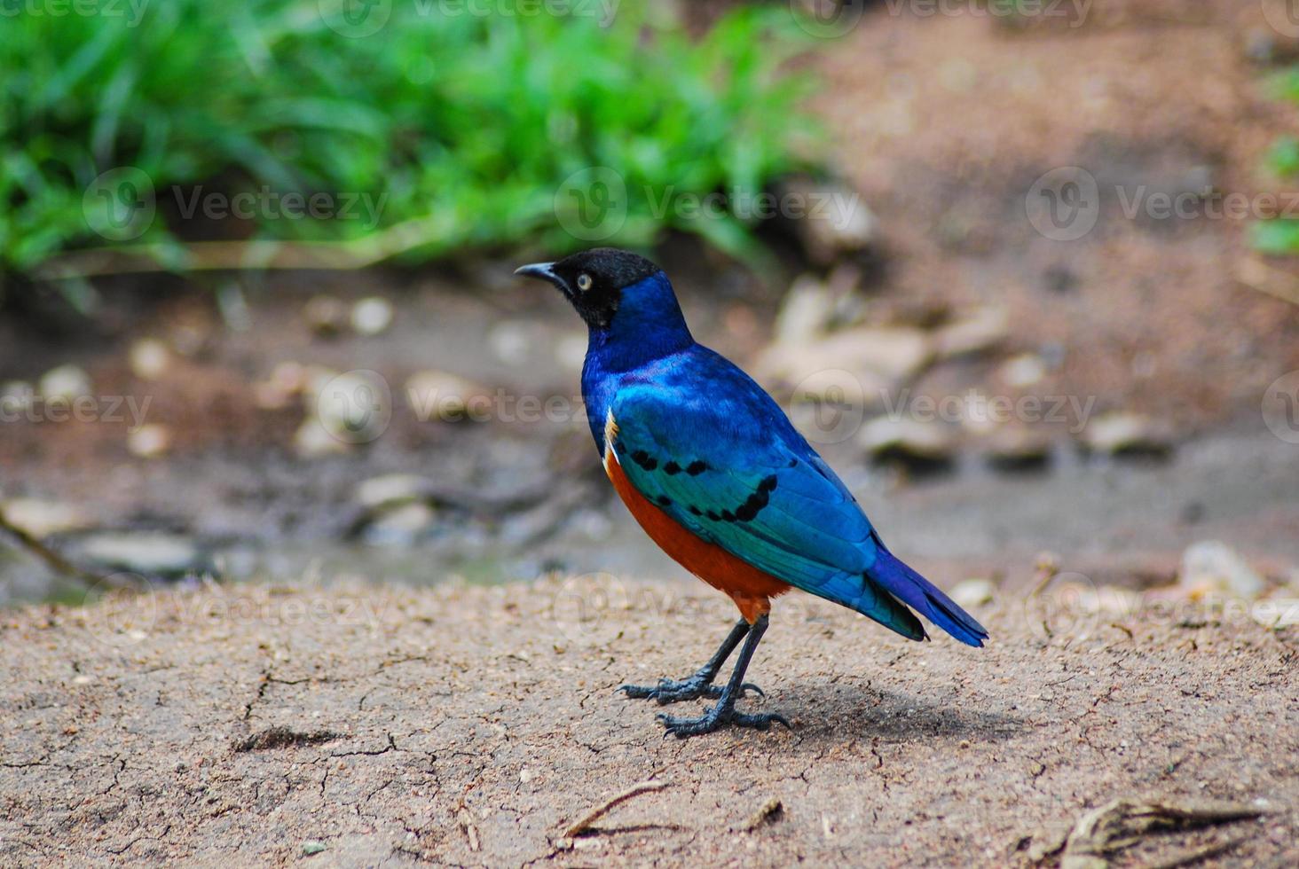 um pássaro colorido foto