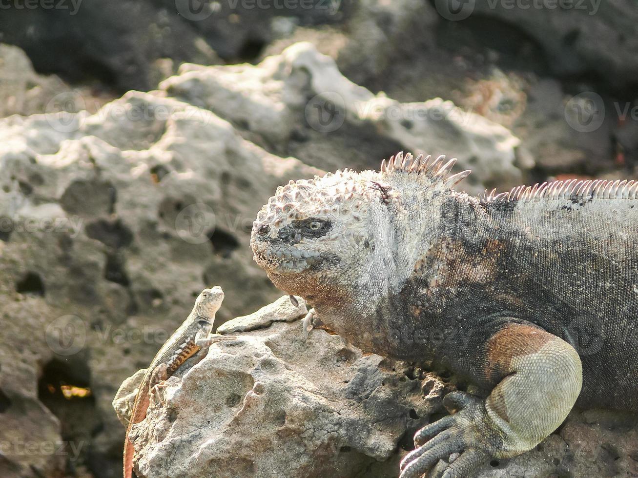 iguana marinha, equador foto