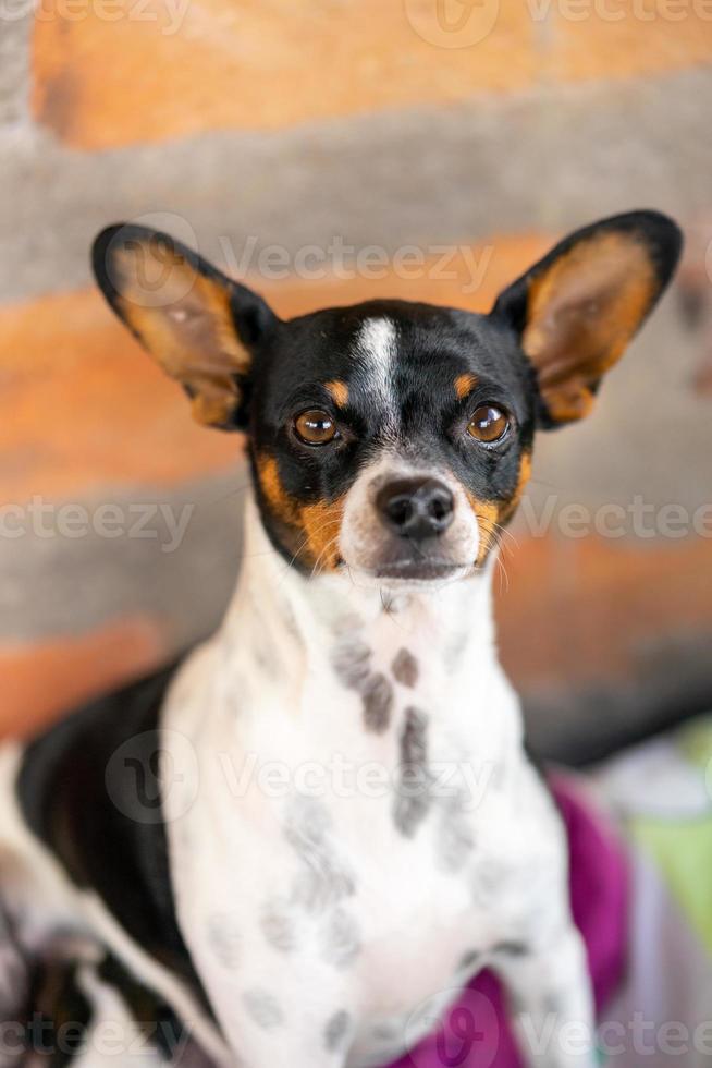 cachorro preto e branco foto