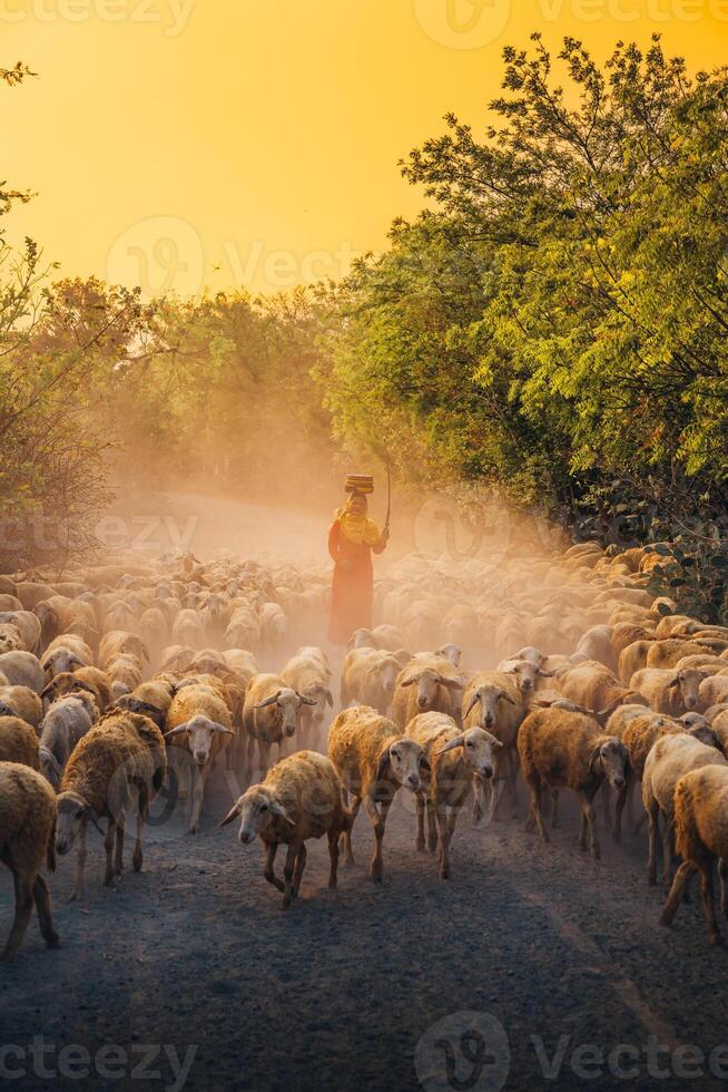 uma local mulher e uma ampla ovelha rebanho retornando para a celeiro dentro a pôr do sol, depois de uma dia do alimentando dentro a montanhas dentro ninh thuan província, Vietnã. foto