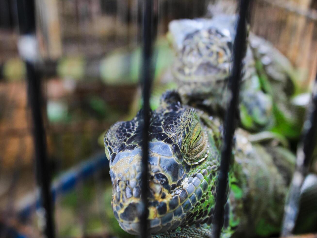 fechar acima do iguana é uma lagarto réptil dentro a gênero iguana dentro a iguana família. a subfamília é iguanídeos. a réptil é dentro a jaula. seletivo foco imagens foto
