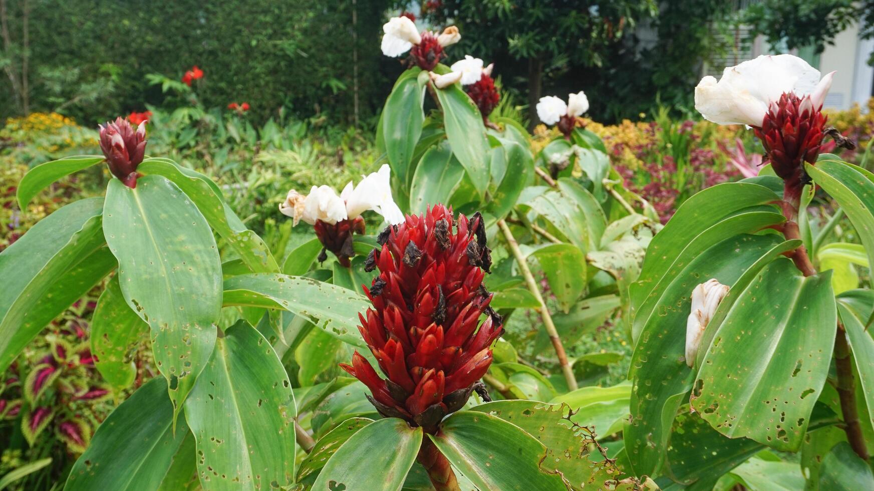 costus speciosus ou Tapioca gengibre dentro a floresta foto