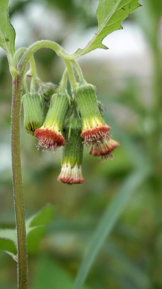 crassocéfalo crepidioides, erva-do-fogo, ébolo, cabeça grossa, Flor vermelha folha de trapo, sintron, sentrong plantas foto