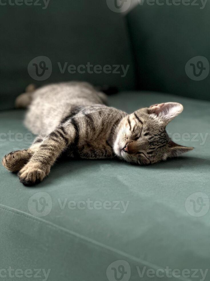 dormindo fofa gato. sereno gato com malhado pele dorme pacificamente em uma verde sofá, representando tranqüilidade. foto