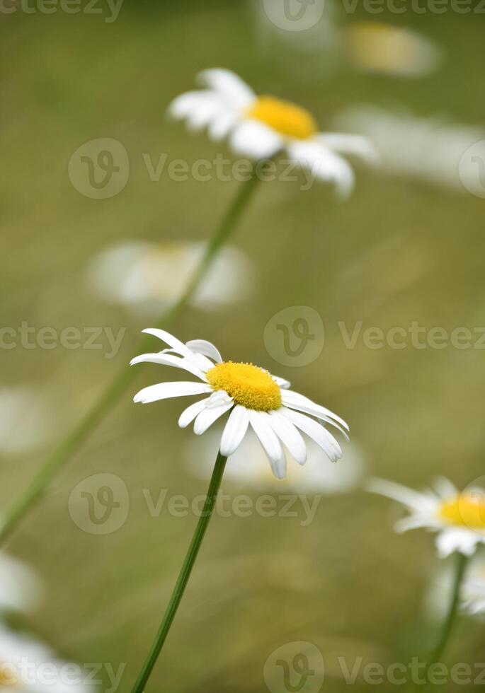 jardim com floração selvagem margaridas dentro natureza foto