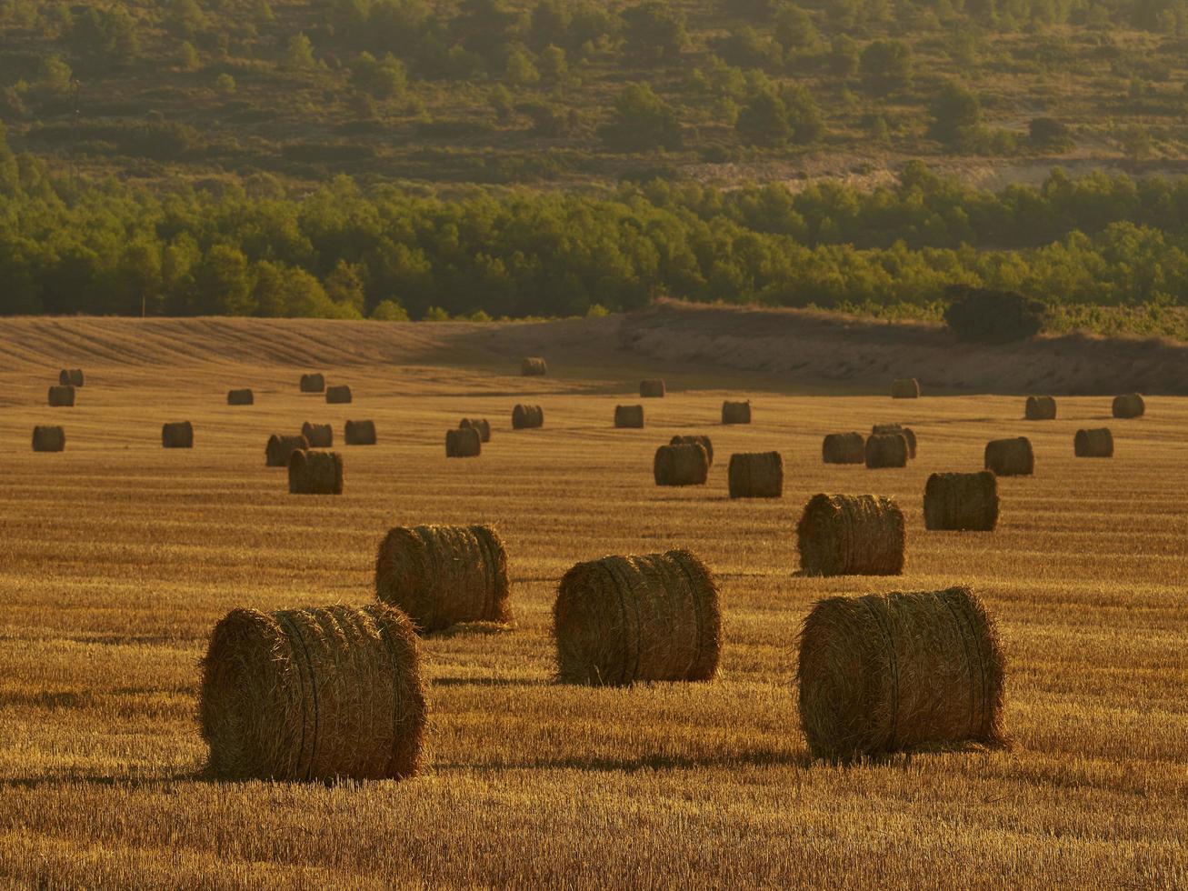 fardos de palha em um campo de cereais de manhã cedo, almansa, espanha foto