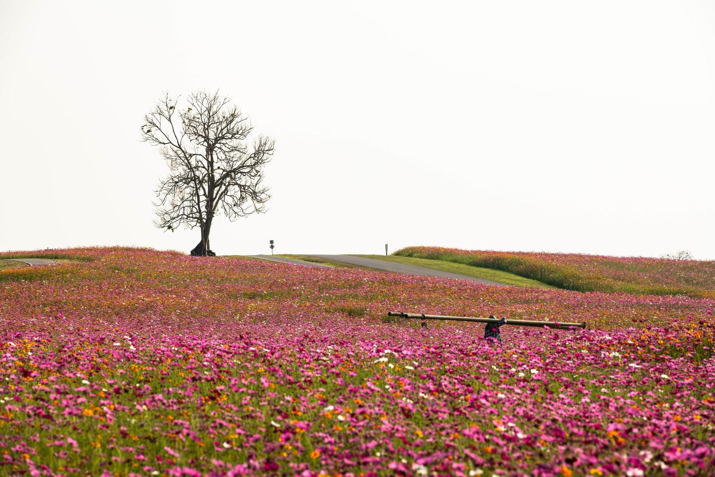 uma variedade de lindos campos de flores nas colinas e estradas para correr e dirigir bicicletas foto