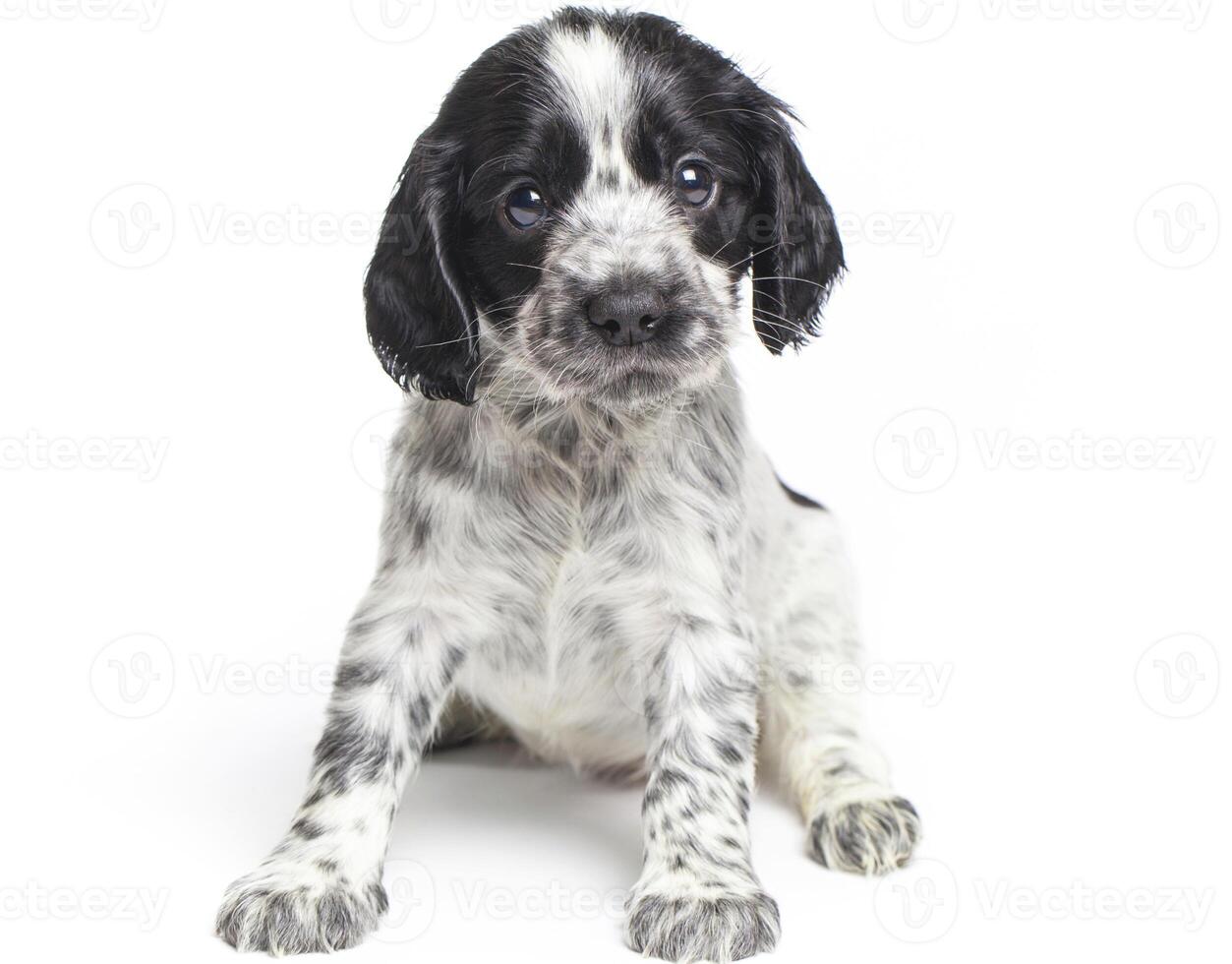 filhotes de cachorro bonito cachorro preto e branco sentado na frente, abraçando o retriever isolado no branco. foto