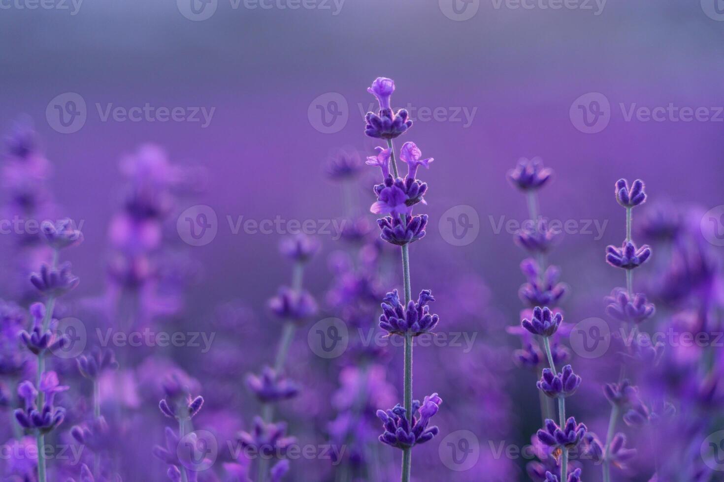 lavanda flor campo. tolet lavanda campo sanset fechar acima. lavanda flores dentro pastel cores às borrão fundo. natureza fundo com lavanda dentro a campo. foto