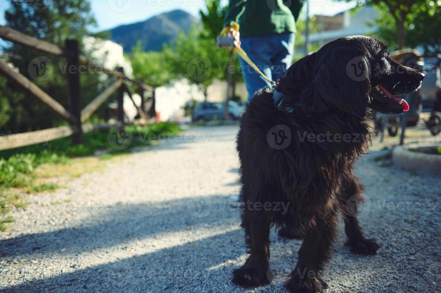 seletivo foco em uma Preto Cocker spaniel ser caminhou em trela de uma fofa criança Garoto foto