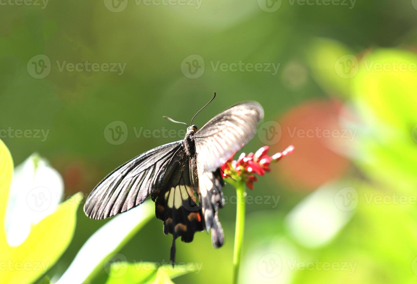 papilio Iswara, ótimo helen lindo Preto borboleta em vermelho flores com verde borrado fundo. foto