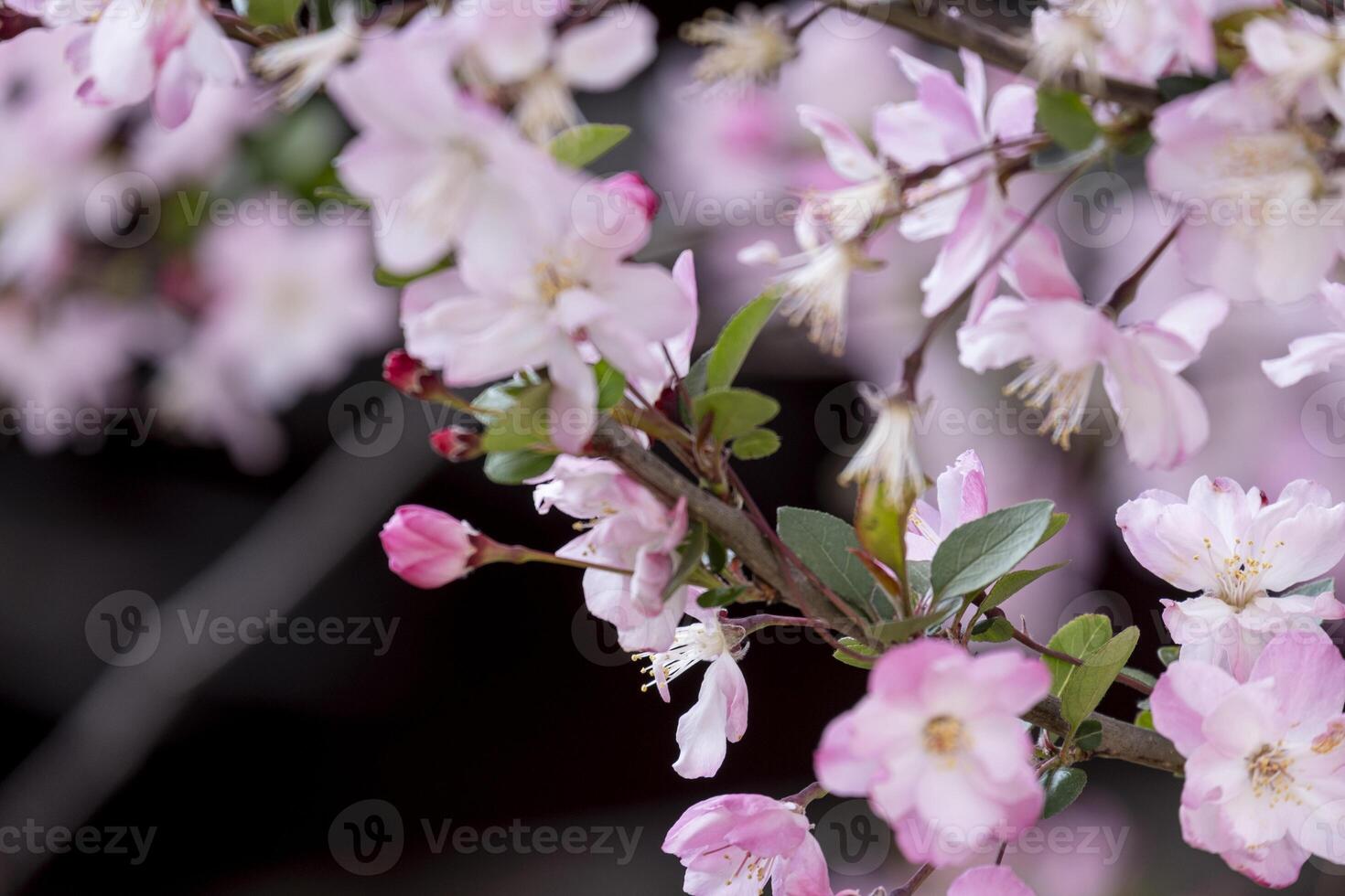 lindo Rosa japonês cereja flores flor ou sakura Bloomimg em a árvore ramo. pequeno fresco brotos e muitos pétalas camada romântico flora dentro botânica jardim. isolado em Preto fundo foto