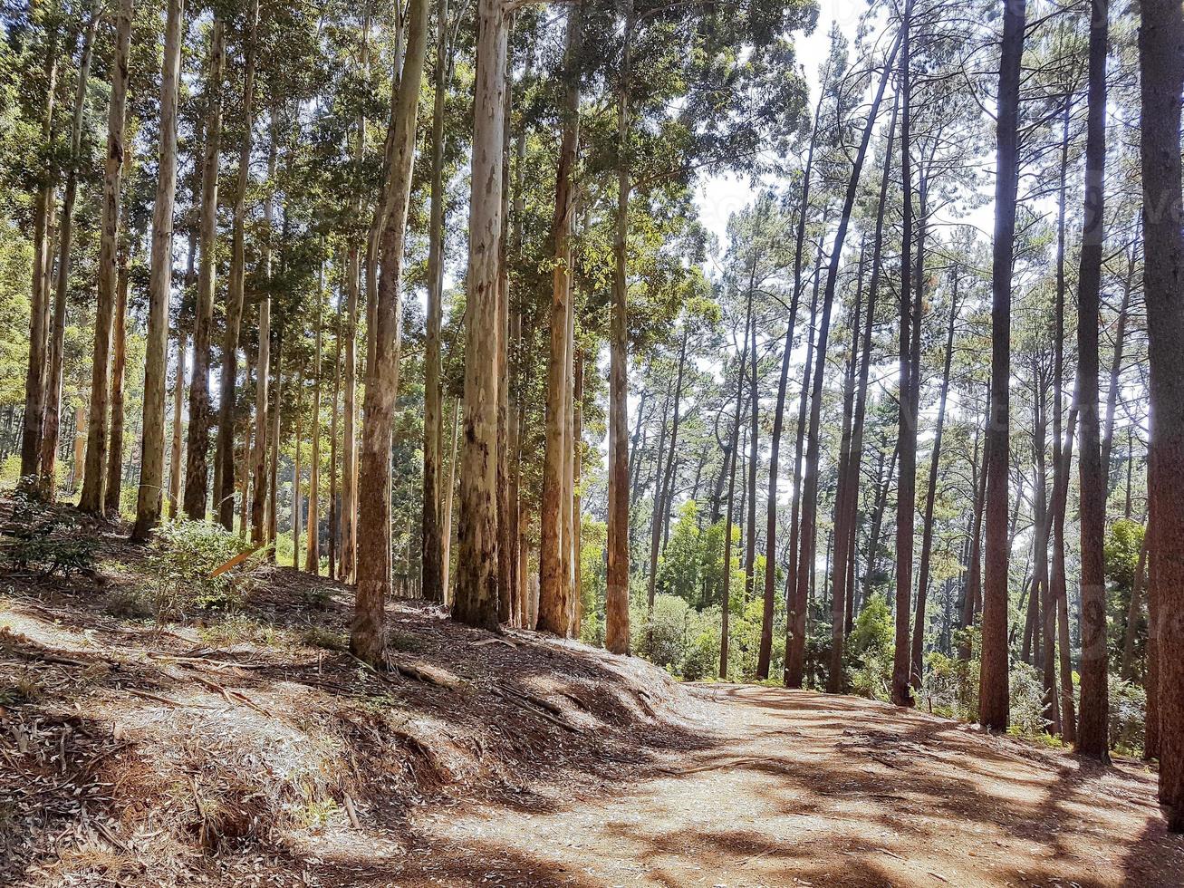 trilha para caminhadas no parque nacional de tablemountain, cidade do cabo. foto