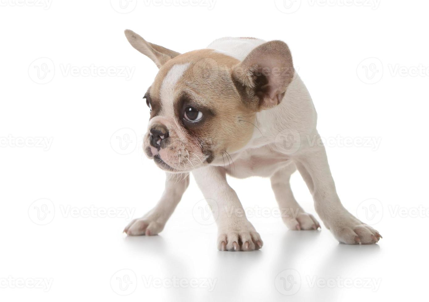 cachorrinho doce olhando para o lado em branco. foto