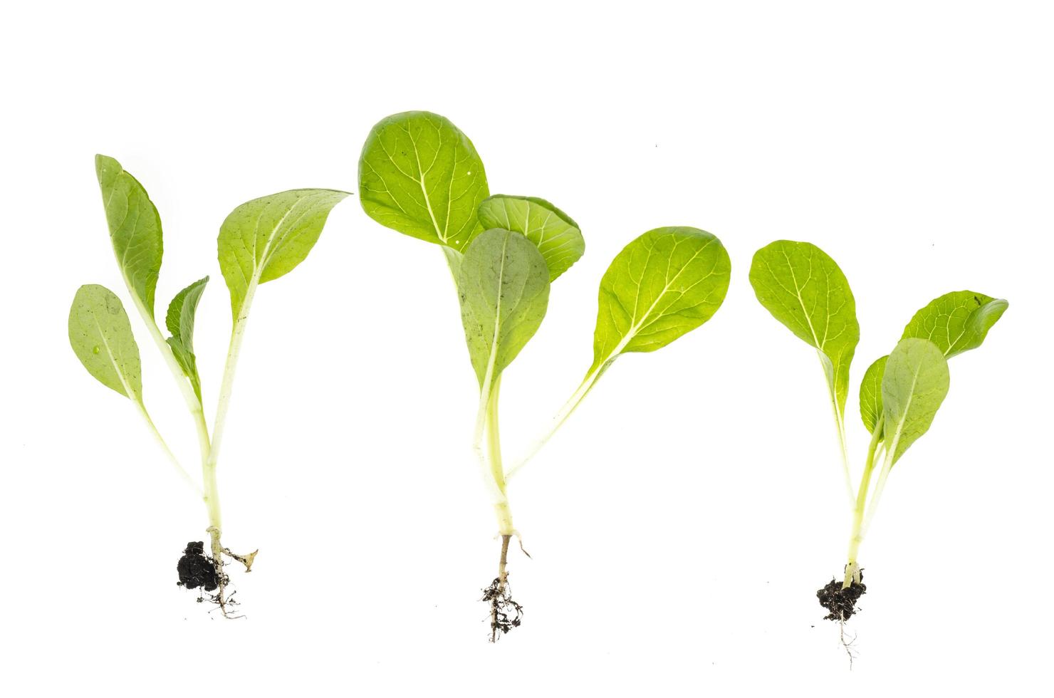 microgreen. jovens brotos verdes com raízes isoladas no fundo branco. foto