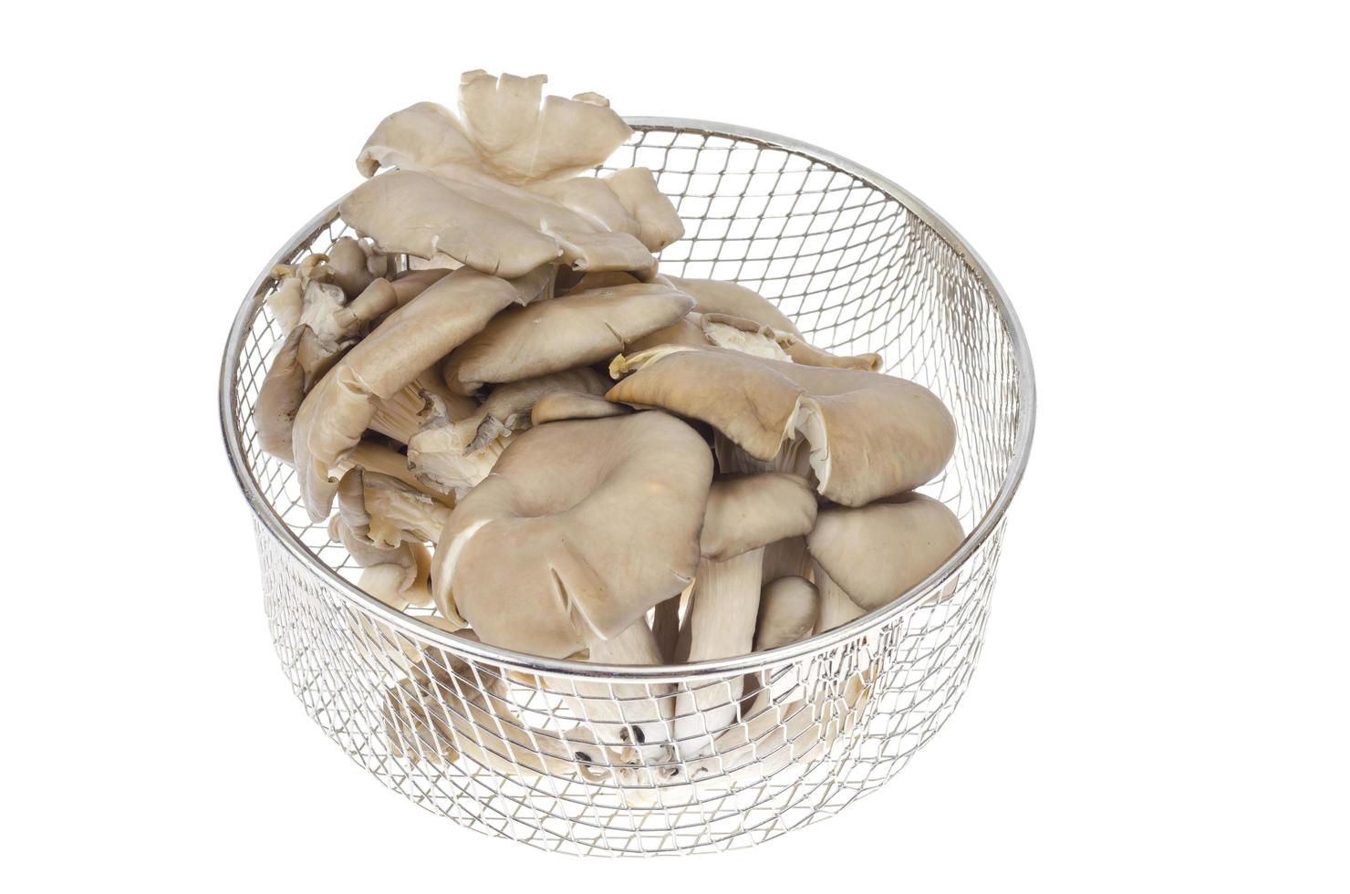 cogumelos ostra cinzentos frescos isolados no fundo branco. foto