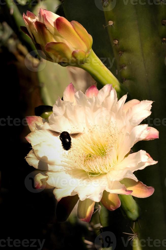 close-up de uma abelha em uma flor de um cacto. 4519189 Foto de stock no  Vecteezy