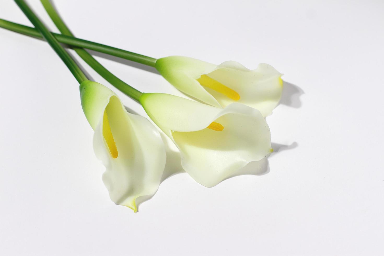 três callas brancas, flores tenras em branco foto