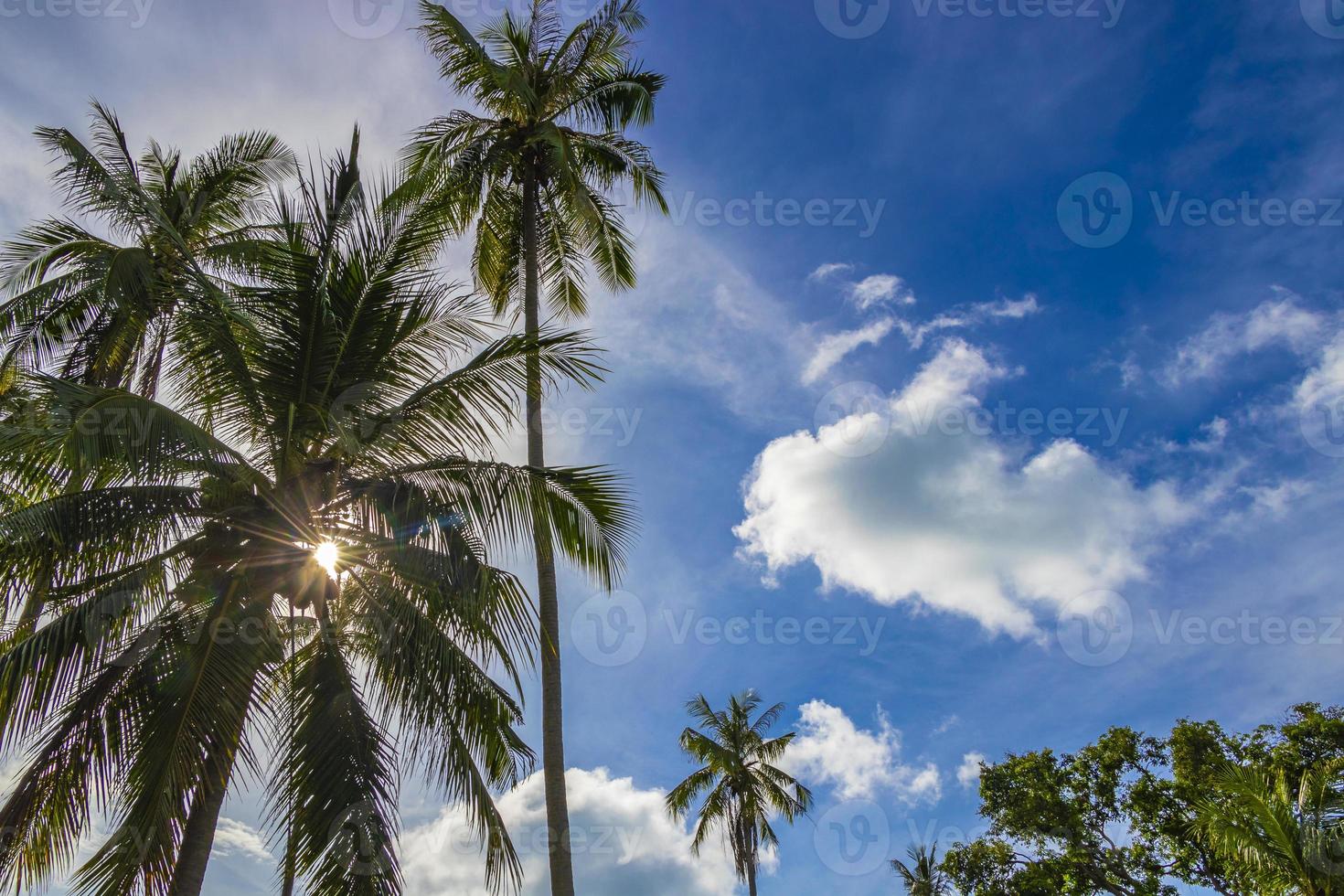 palmeiras naturais tropicais com céu azul koh samui Tailândia. foto