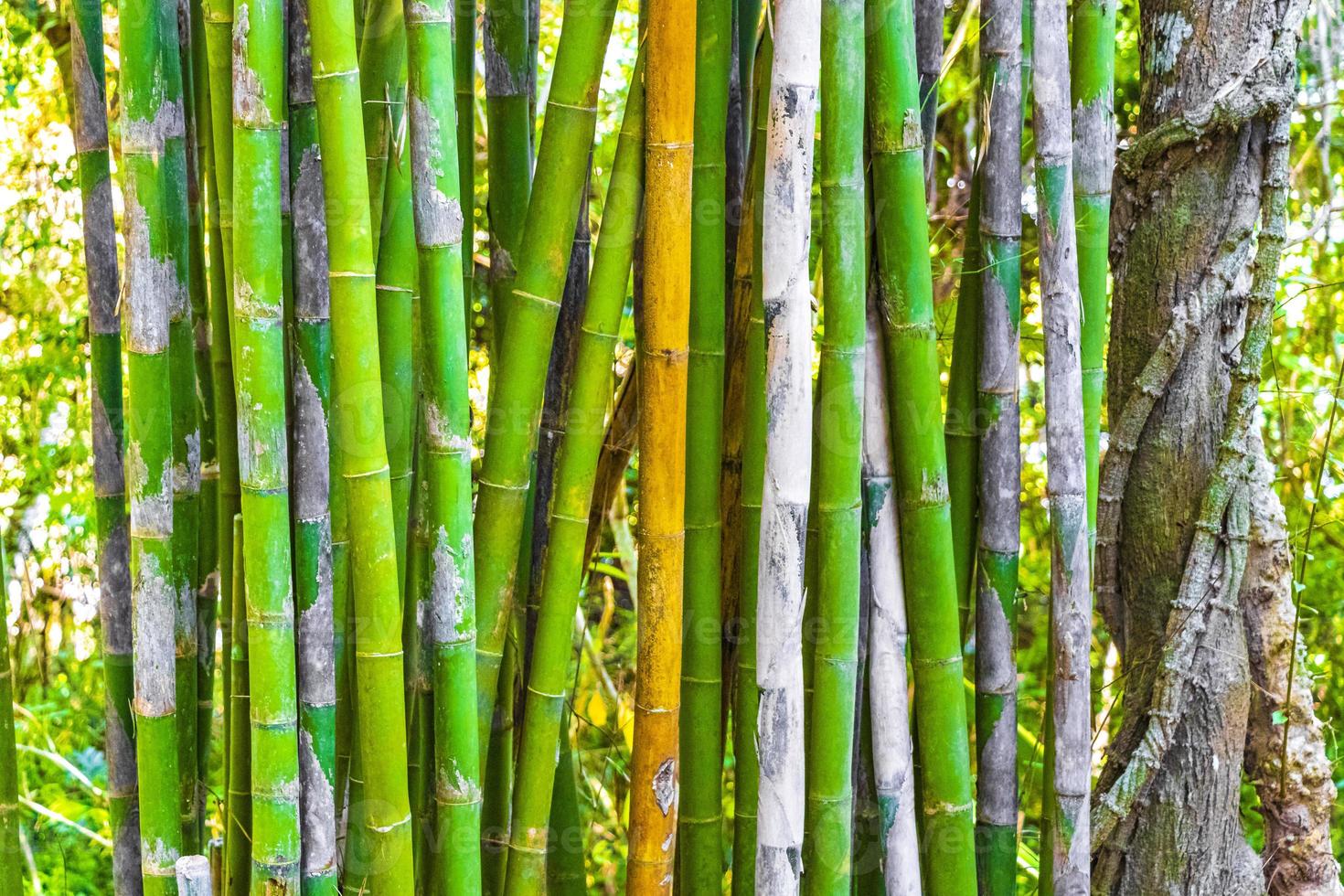árvores de bambu verde amarelo floresta tropical de luang prabang laos. foto