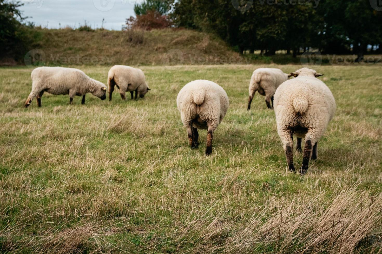 rebanho de ovelhas pastando em colinas verdes foto