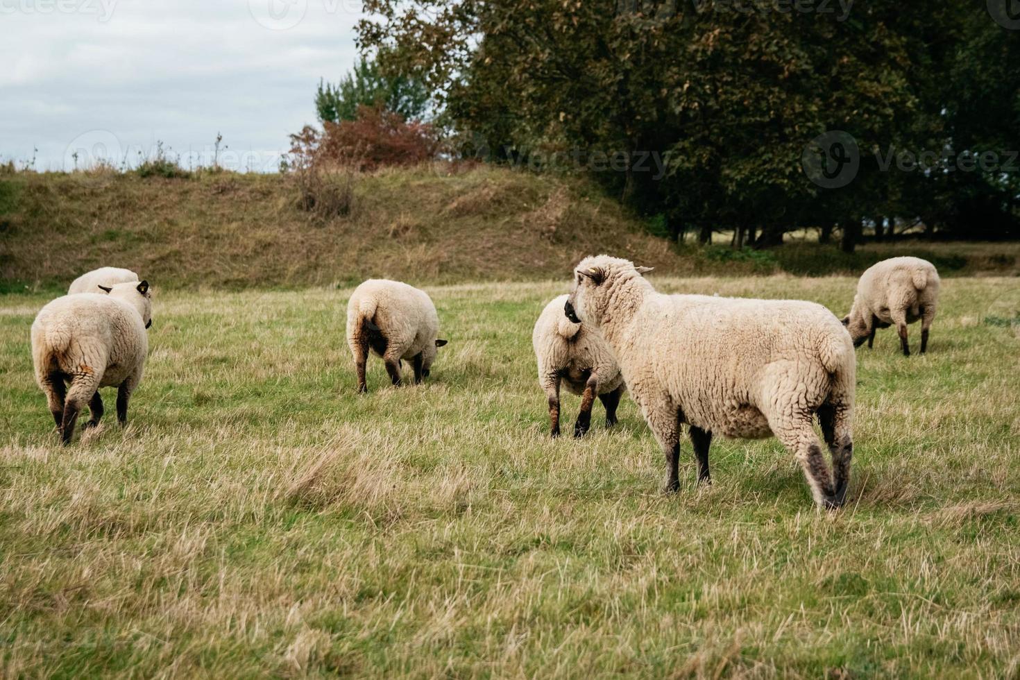 rebanho de ovelhas pastando em colinas verdes foto