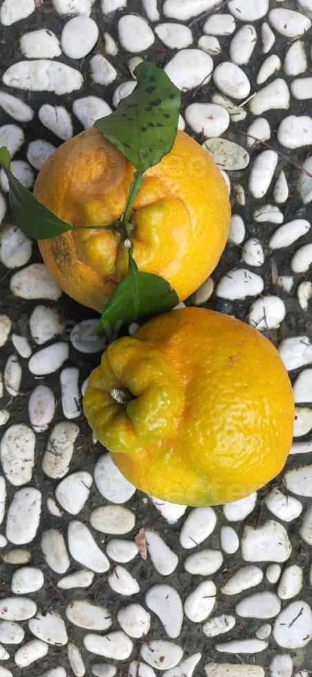 foto de laranja doce sem sementes do Japão