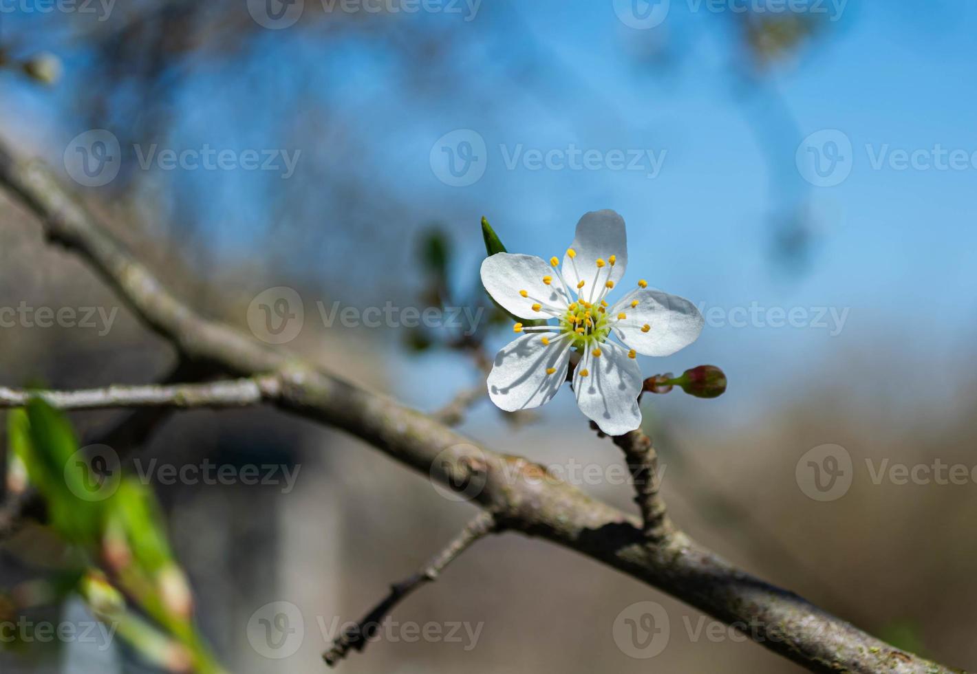 ameixa com flor de primavera, ameixa cereja foto