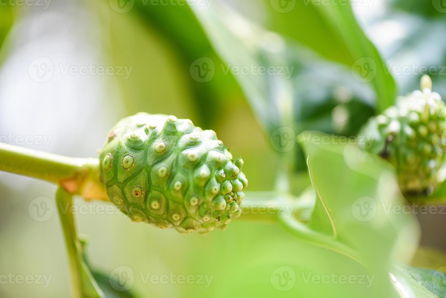 fruta de noni na árvore de noni no fundo verde da natureza, noni cru fresco, grande morinda ou morinda citrifolia foto