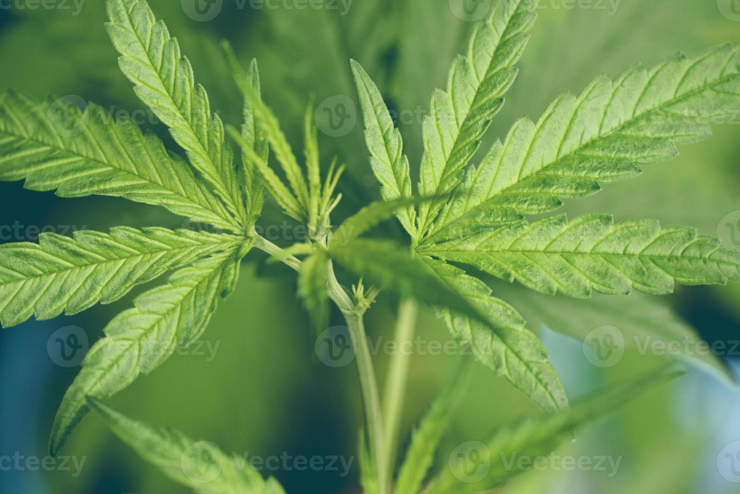 folha de cannabis, folhas de maconha, árvore de planta de cannabis crescendo na fazenda, folha de cânhamo para extrato de natureza médica foto