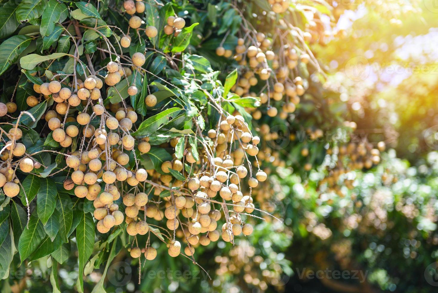 Longan pomares frutas do jardim na árvore longan - frutas tropicais no verão da Tailândia foto