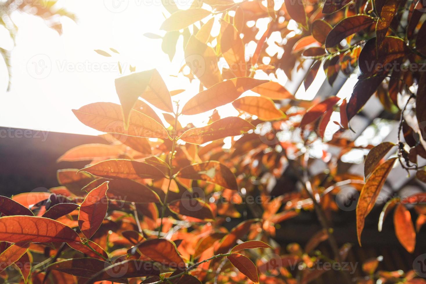 folhas de outono em árvore em folha de luz natural de manhã ensolarada foto