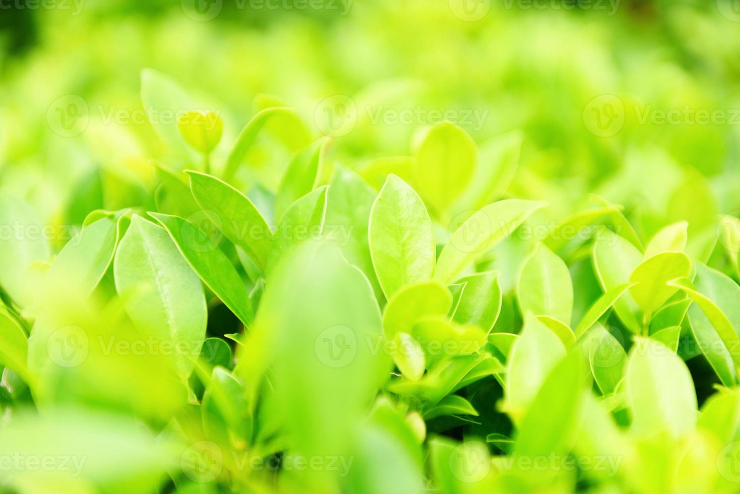 plantas verdes paisagem ecologia conceito de papel de parede fresco - closeup natureza vista de folha verde no fundo verde borrado no jardim natural foto