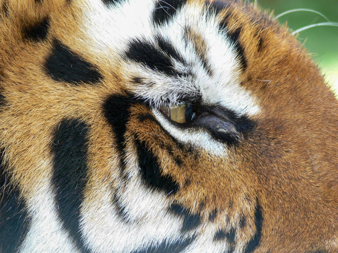 close up do olho de um tigre foto