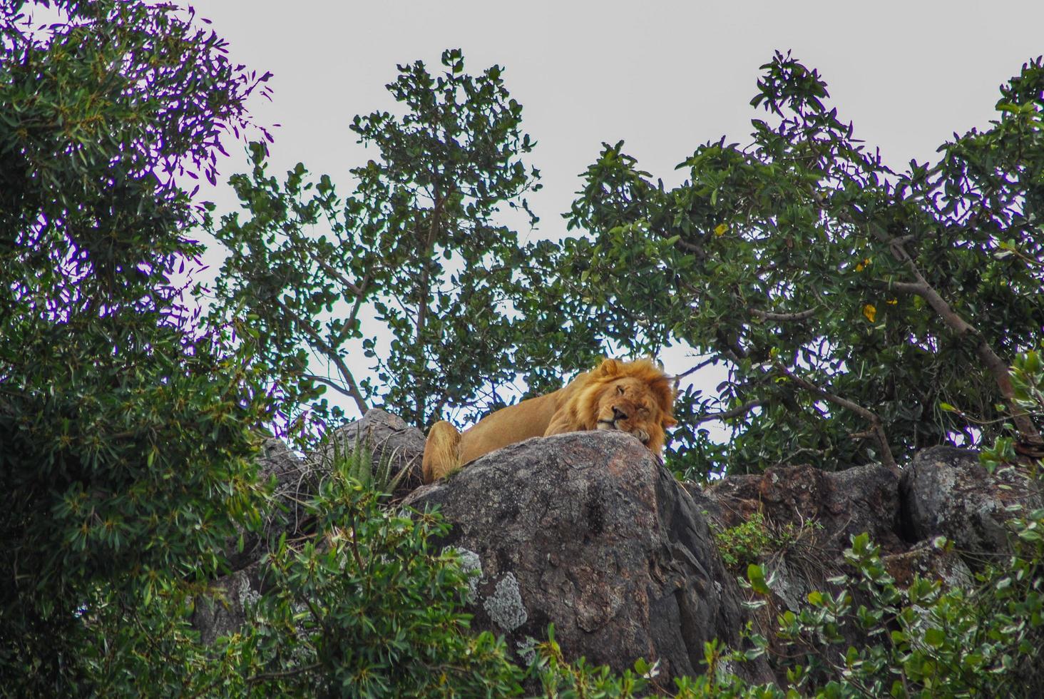 um leão adormecido foto