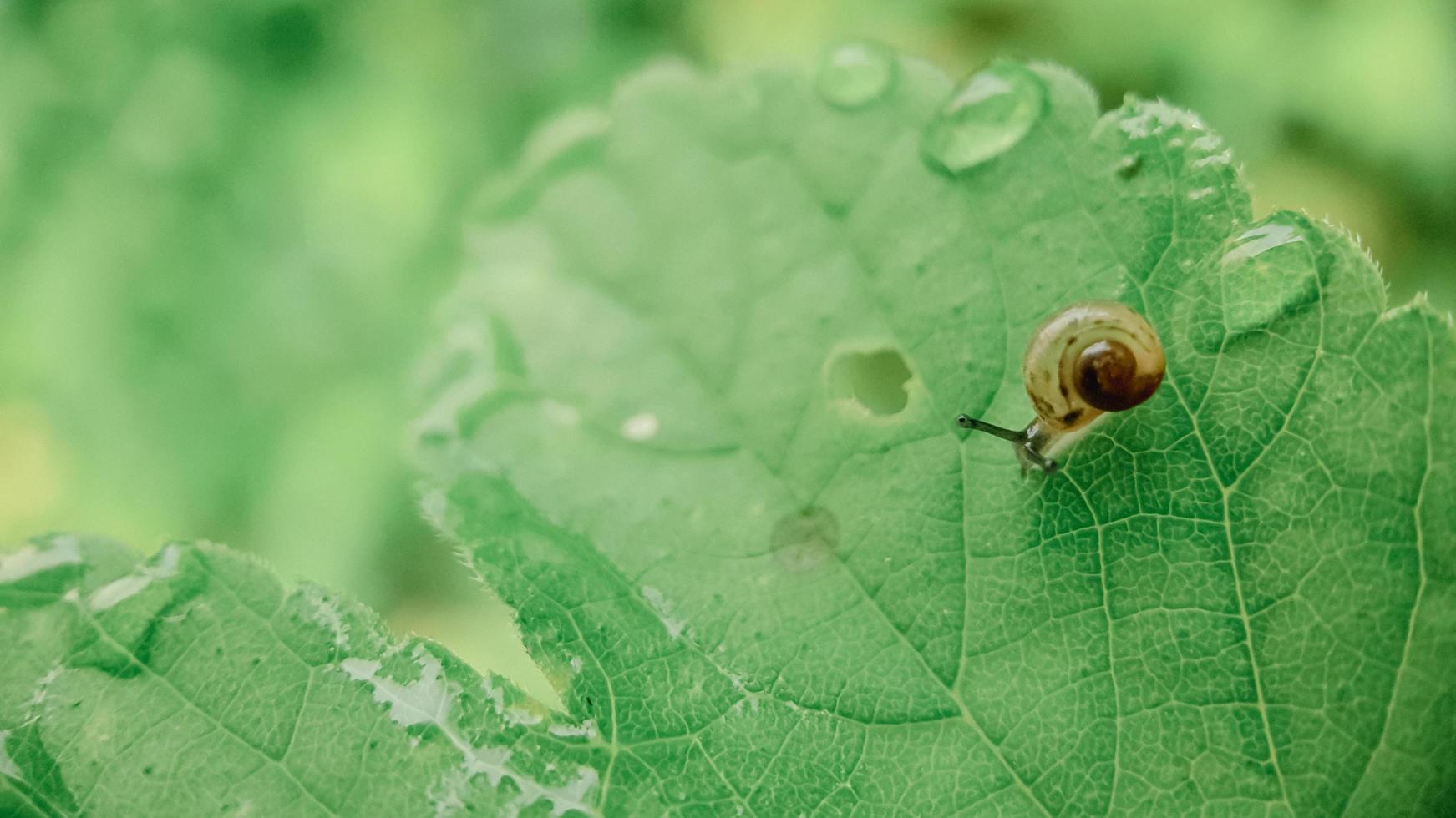 caracóis movendo-se na folha verde foto