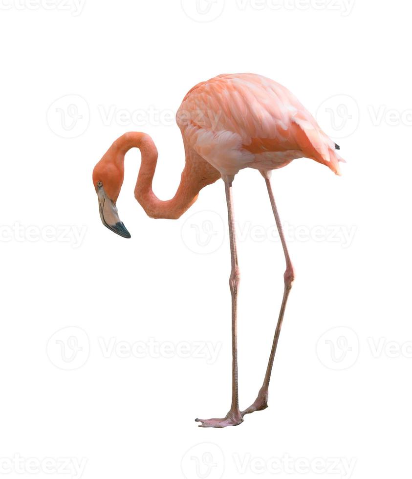 pássaro flamingo isolado foto